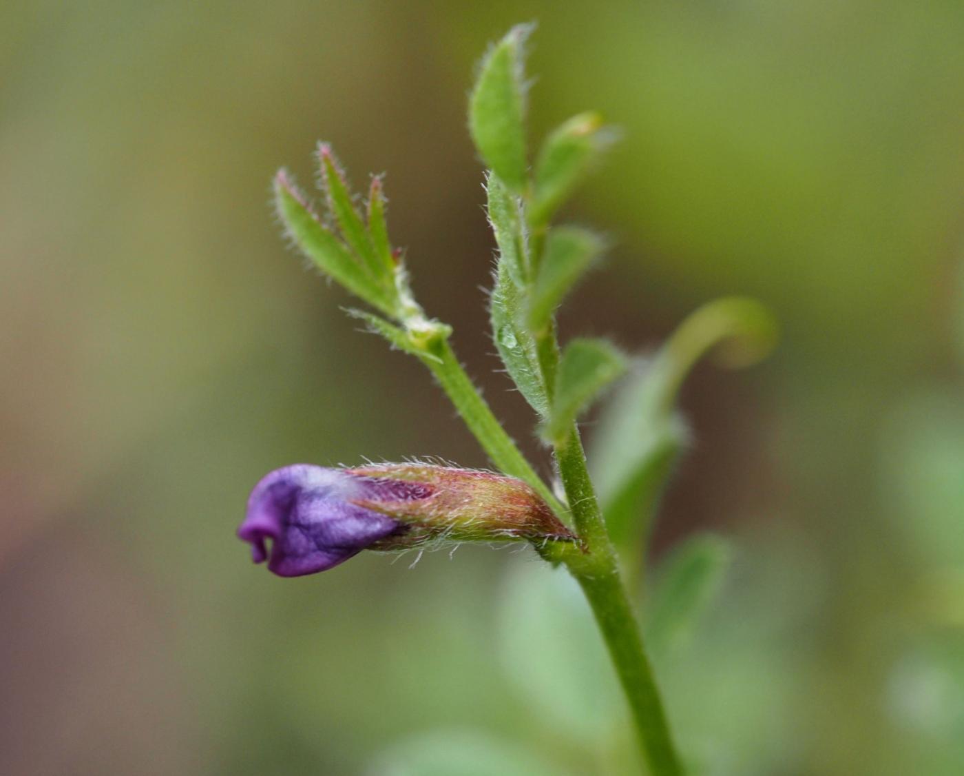 Vetch, Spring flower